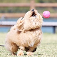 ボールを豪快に外すポテチくん（画像提供：ポテチやでさん）