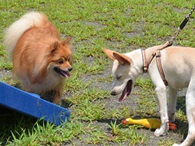 愛犬がキューピッドに　愛犬家限定の婚活イベント開催
