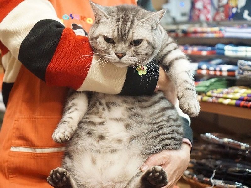 立派な体格で力士のファンも多い