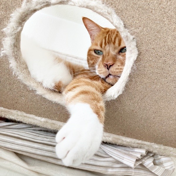 キャットタワーの穴から顔をのぞかせるゴンちゃん（画像提供：こげめちゃん）