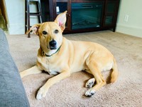 お耳がぴょこん！ まったりくつろぐリンちゃん（画像提供：リンちゃんゼルちゃん）