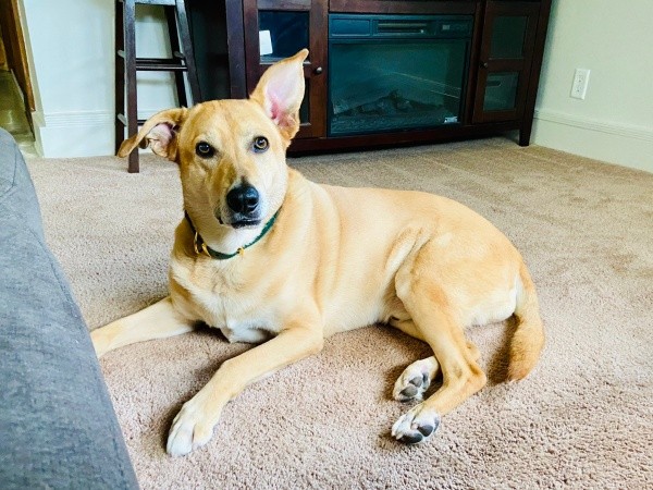 お耳がぴょこん！ まったりくつろぐリンちゃん（画像提供：リンちゃんゼルちゃん）