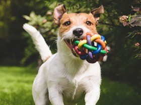 犬の気持ちは尻尾に表れる　尻尾の振り方で意味が違う!?