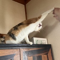 パパさんの手と格闘中～（画像提供：linoさん）