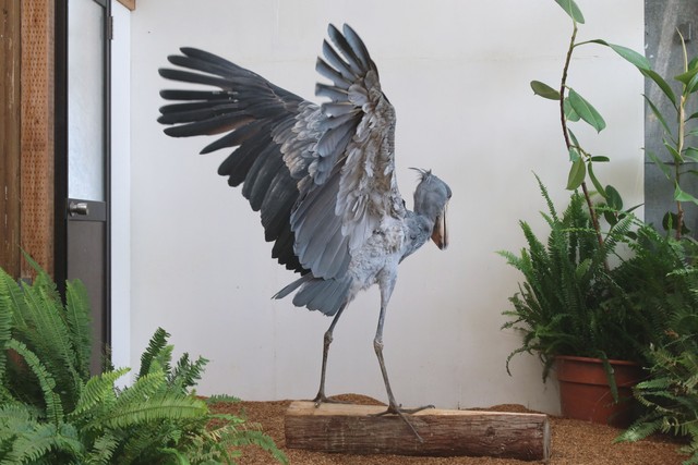 ハシビロコウのバックショット