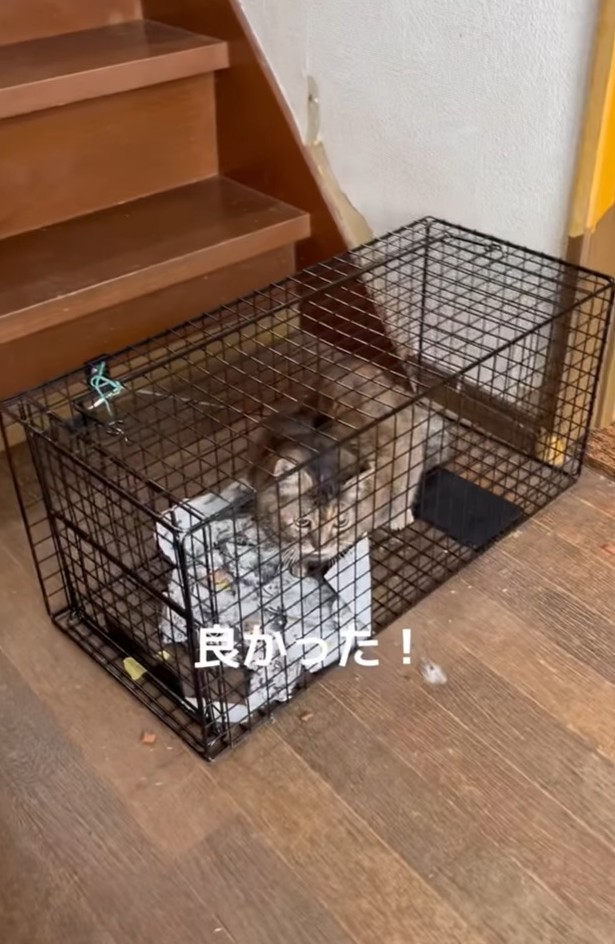 脱走した猫さんも無事保護（「ねこから目線。」さん提供、Instagramよりキャプチャ撮影）