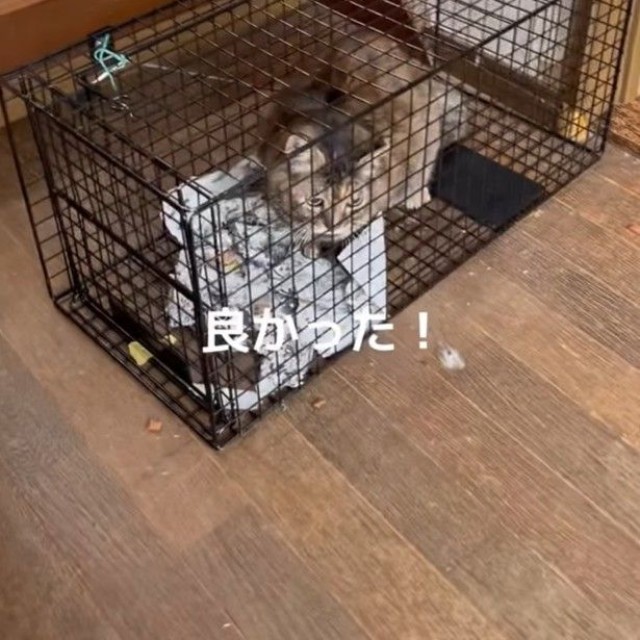 脱走した猫さんも無事保護（「ねこから目線。」さん提供、Instagramよりキャプチャ撮影）
