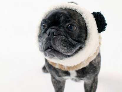 梅ちゃんも１０歳　フレンチブル