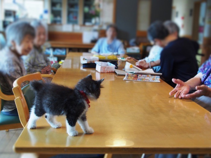 「こっちへおいで」と猫好きから両手を差しのべられる。