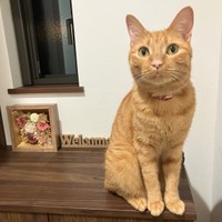 ずっとのおうちで幸せに暮らすむぎくん（画像提供：むぎと人間さん）