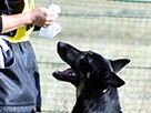 得意技を生かして、めざせ敏ワン警察犬！ 訓練成果を披露