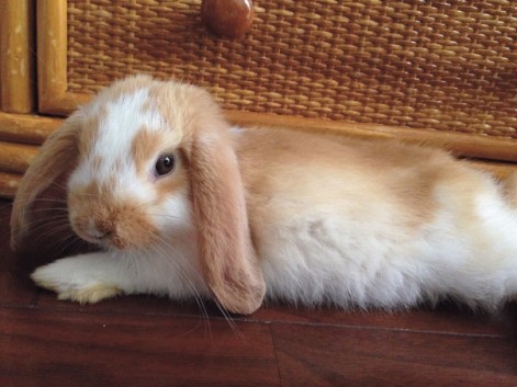 うさぎを捨てないで！