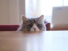 テーブルからひょっこり　エキゾチックショートヘアの「むぎ」