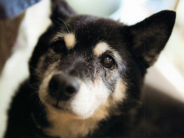 亡くなるひと月ほど前の写真。友人のカメラマンさんが撮影してくれました。黒い毛も白いものが混じって、だいぶんおばあちゃんになりましたが、老犬って、どうしてこんなに可愛いんでしょうね