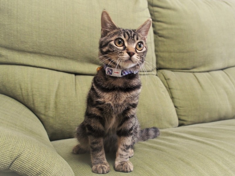 利発そうな瞳の持ち主