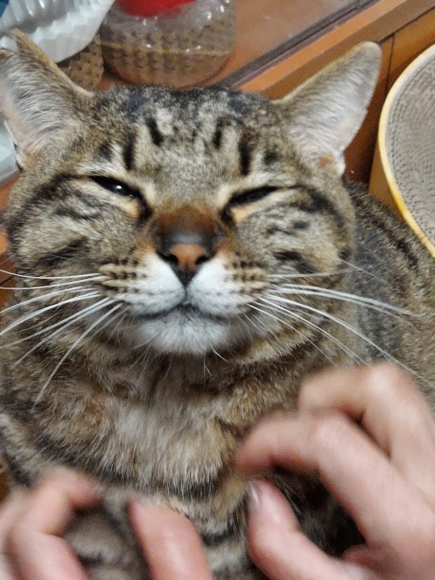 幸せを運んでくれたシマちゃん（画像提供：パン工房アウビングさん）