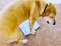 少し考えている様子のリンちゃん（画像提供：リンちゃんゼルちゃん）