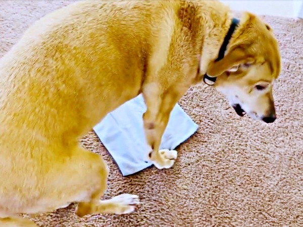 少し考えている様子のリンちゃん（画像提供：リンちゃんゼルちゃん）