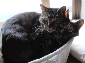 愛猫が玄関で出迎えてくれる喜びが復活！ 疲れも吹っ飛ぶその威力と喜びをかみしめる