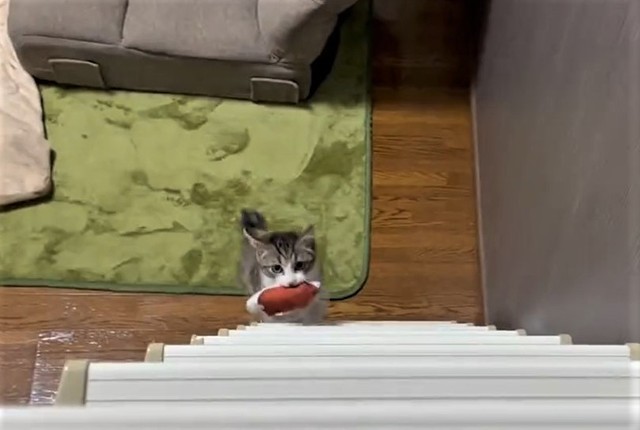 はしごの下には･･･お肉をくわえる子猫！（猫おばさん提供、Twitterよりキャプチャ撮影）