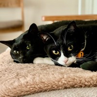 ぴったりくっ付いてくつろぐ（左から）くうちゃん、はちちゃん（画像提供：hachi_quuさん）