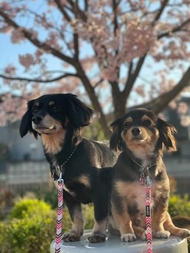 普段のRUI（右）