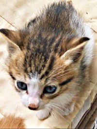 生後推定3カ月、飼い主さん宅にやって来たショコラくん（画像提供：ショコタルさん）