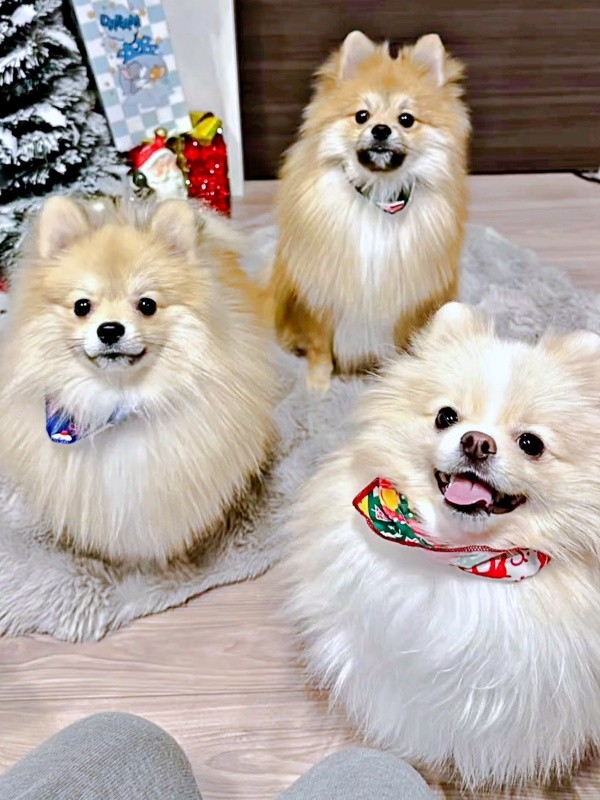 飼い主さんを見つめるベアくん（右手前）、テディくん（中央左）、ずんだくん（右奥）（画像提供：ベアさん家さん）