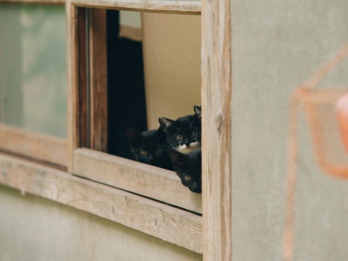 飯館村の空き家にいた４匹の子猫を保護し、東京で飼うことにした（２０１２年）