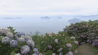 三豊市の紫雲出山のアジサイ
