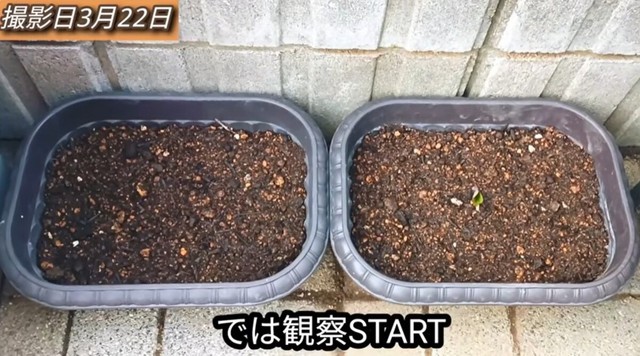 水を与え日陰に移し、あえて成長しやすい環境を整えて観察START／「庭づくり大好きおじさん」さん（@diy48）提供