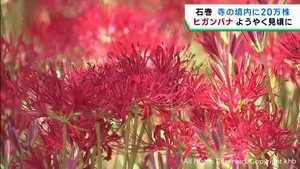 境内を彩るヒガンバナが見頃　猛暑で開花が遅れる　宮城・石巻市の長谷寺
