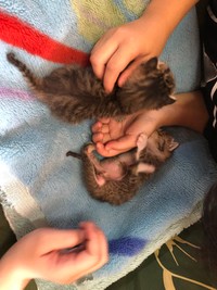 保護当時＝もずく＆こんぶ（保護猫・姉弟）さん（@mozukon_xiaomao）提供