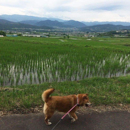実家のあった長野へは何度も行きました