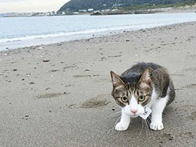 砂浜に来ると、ほふく前進しちゃう　ハチワレ猫の「ごん」　