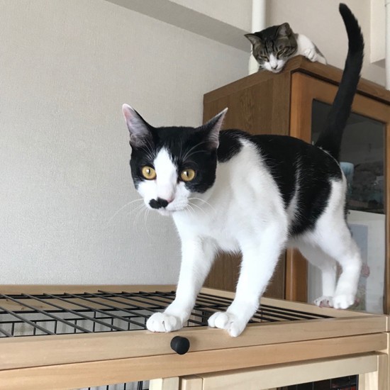 ケージの上を歩くジョーを見下ろすニア（提供写真）