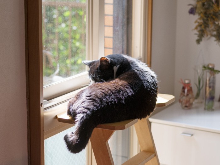 「タカになって大空を飛ぶ夢でも見ようかな」（小林写函撮影）