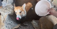 思わず、ペロリと舌を出すぷっちょくん（画像提供：コーギーのプッチーニさん）