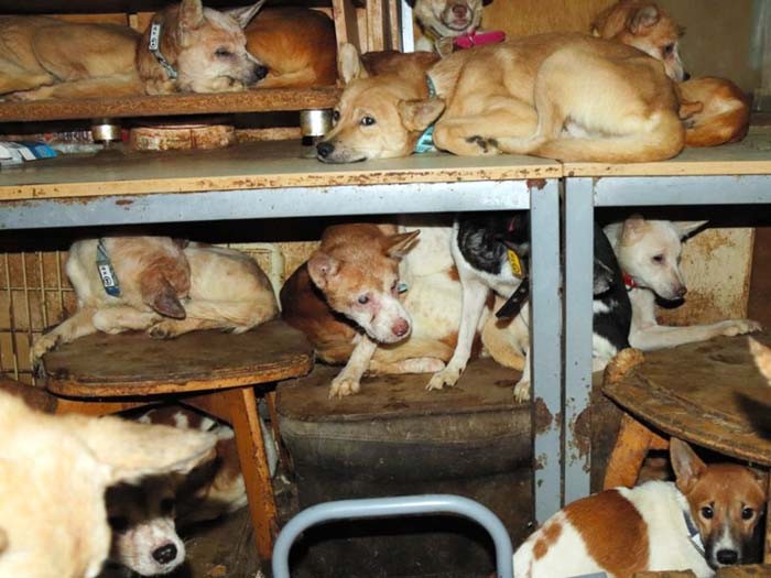 多頭飼育崩壊が起きている部屋の様子（どうぶつ基金提供）