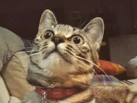 ある日、庭に現れたところ愛犬が発見　飼い主を悲しみから救った雑種猫「ニコ」