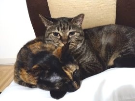 猫が怖がる「音」 台風は平気だけど、サイレンには硬直