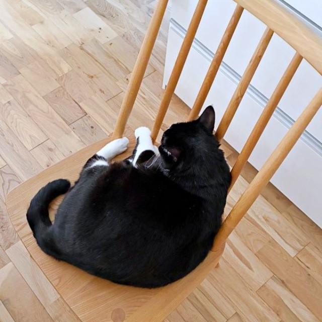 椅子の上は、ひげちゃんのお気に入りスポット（画像提供：こけむすさん）