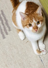ベビーフェイスだが、体はずっしり