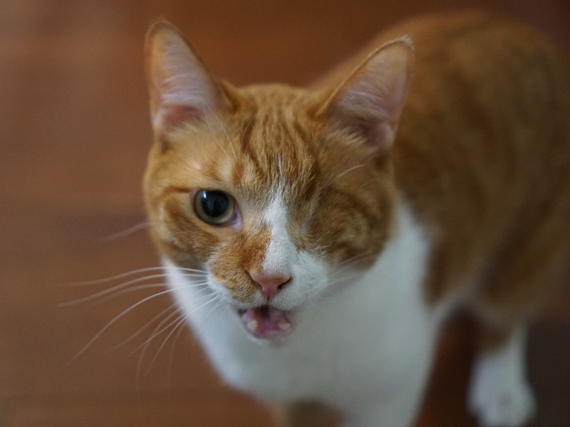 早く新しい妹にも会いたいにゃー！