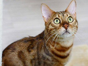 見た目は野性的、実はビビリなベンガル猫「陸」　