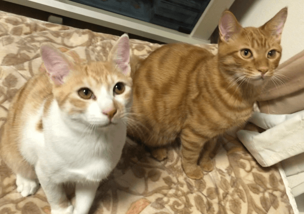 仲良しきょうだいになった（左から）キナコくん、ツナくん（画像提供：mmmさん）