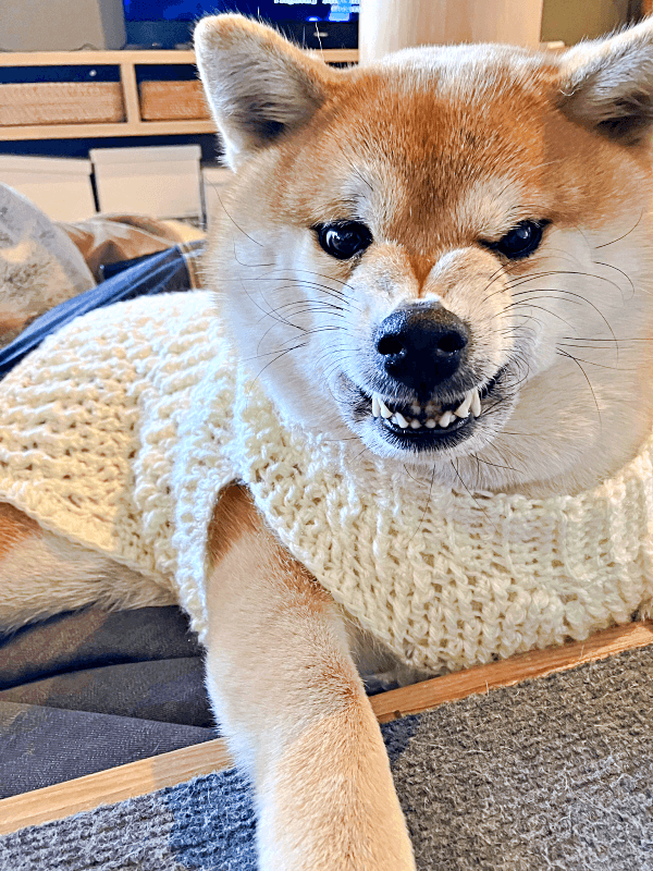 ママの手編みの服を着た途端にゴル顔になったココちゃん（画像提供：柴犬のココとヨッシーのDIYさん）