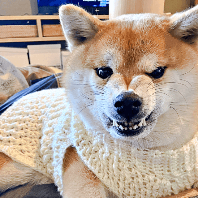 ママの手編みの服を着た途端にゴル顔になったココちゃん（画像提供：柴犬のココとヨッシーのDIYさん）