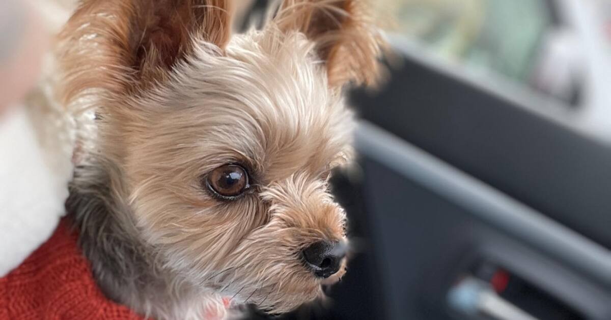 ガリガリにやせていた“元散歩犬”のヨークシャー・テリア「べりぃ