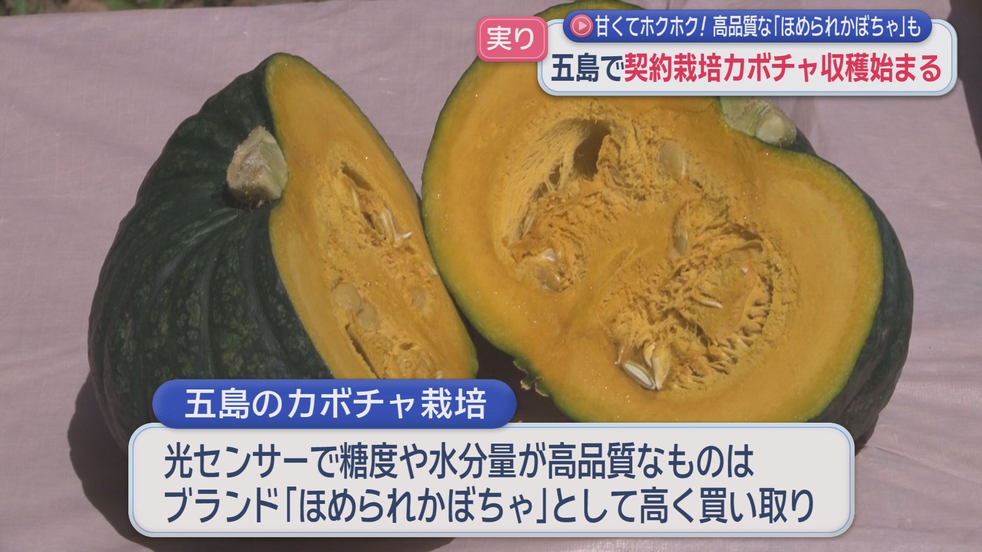 五島で契約栽培かぼちゃの収穫始まる 高品質な｢ほめられかぼちゃ｣も(3